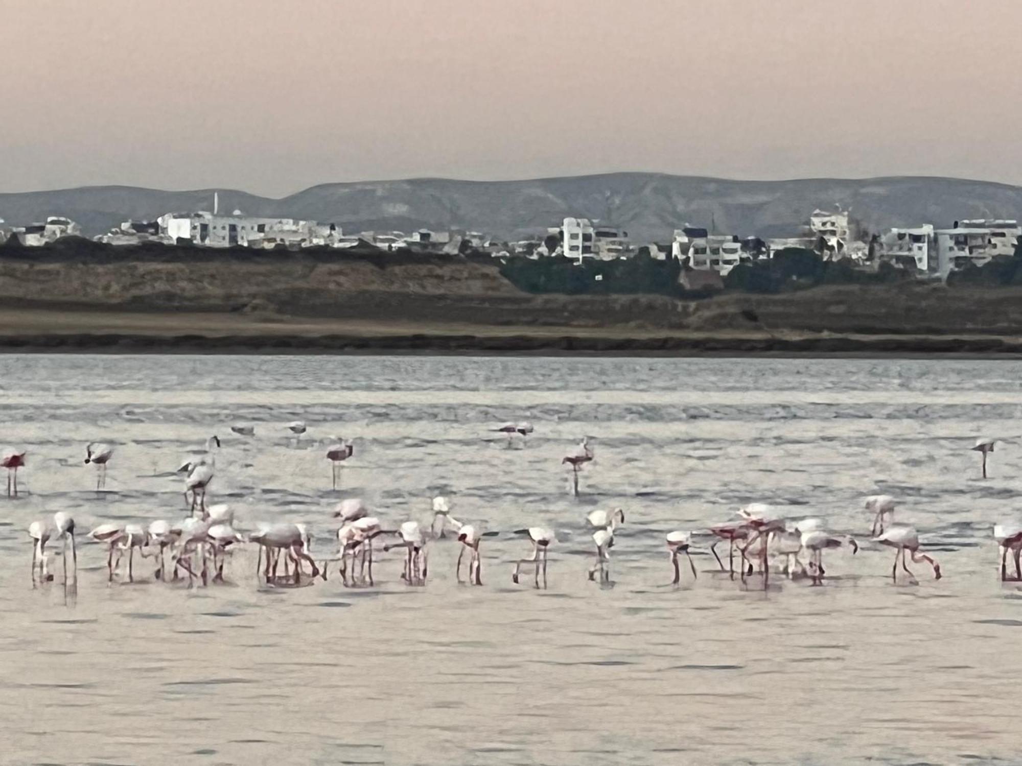 Salt Lake Larnaca Luaran gambar